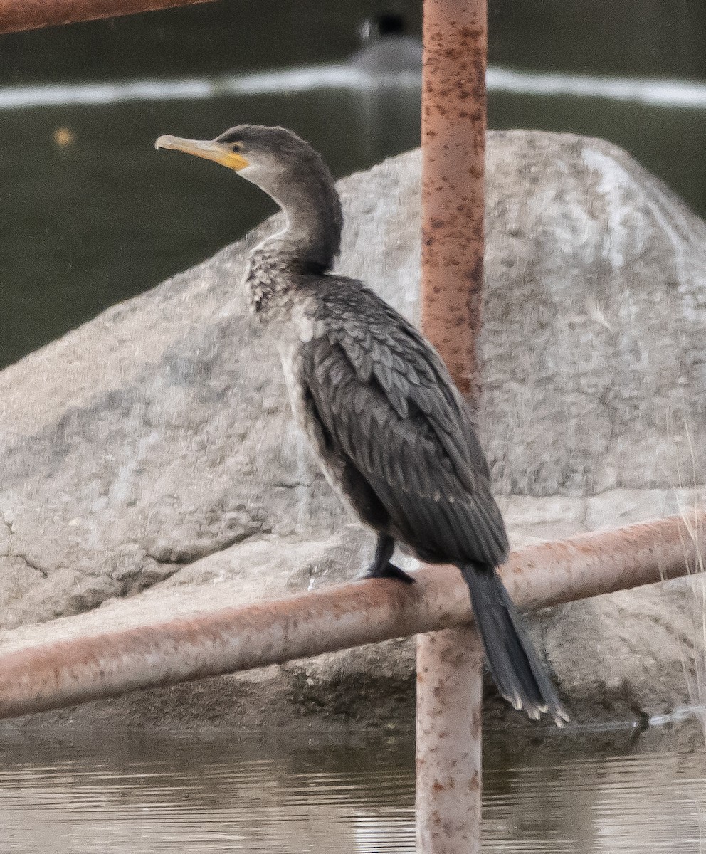 Neotropic Cormorant - ML617914902