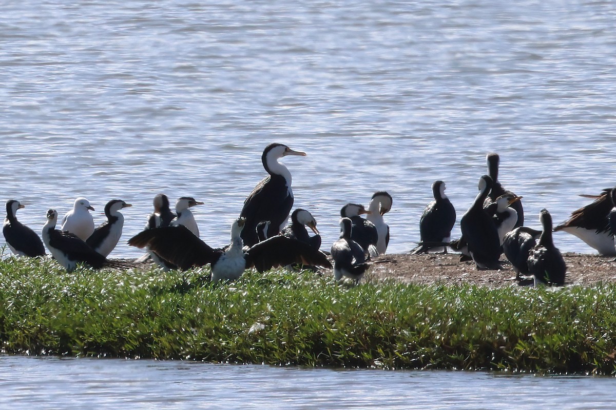 Pied Cormorant - ML617914909