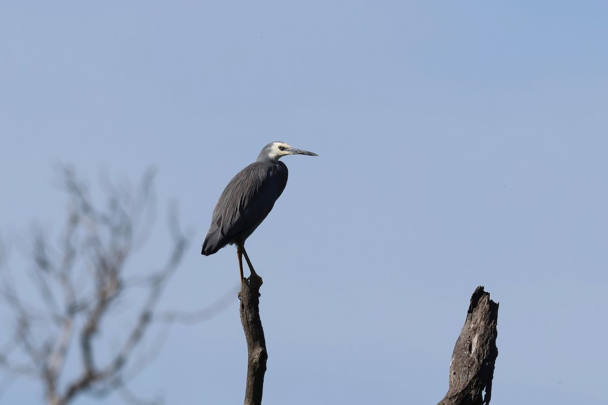 White-faced Heron - ML617914942