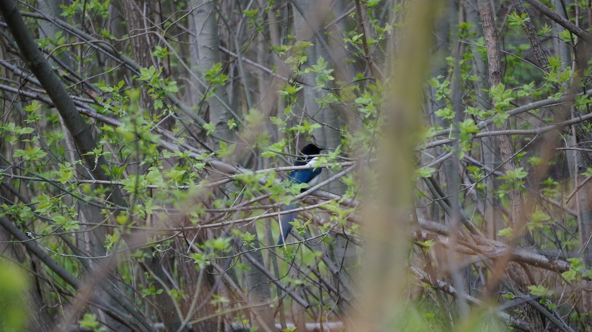 Eurasian Magpie - Александр Себежко