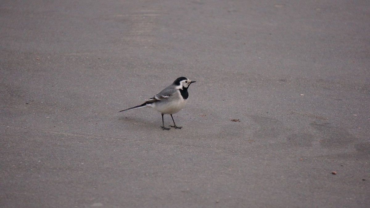 White Wagtail - Александр Себежко