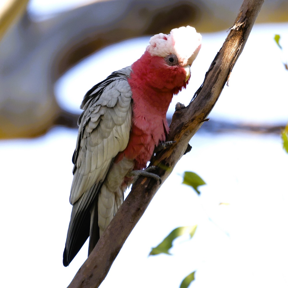 Galah - ML617914986