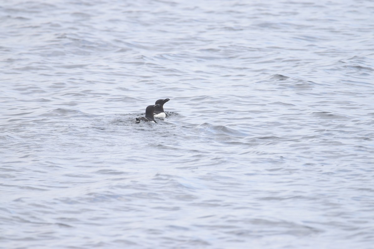 Razorbill - ML617915088