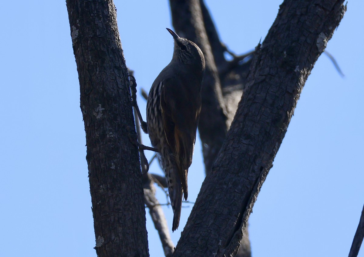 White-browed Treecreeper - ML617915136