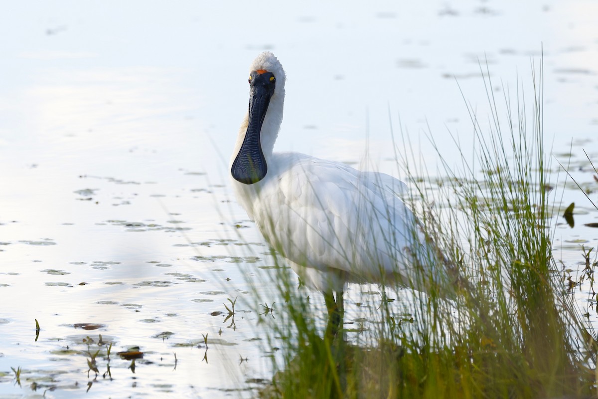 Royal Spoonbill - ML617915138