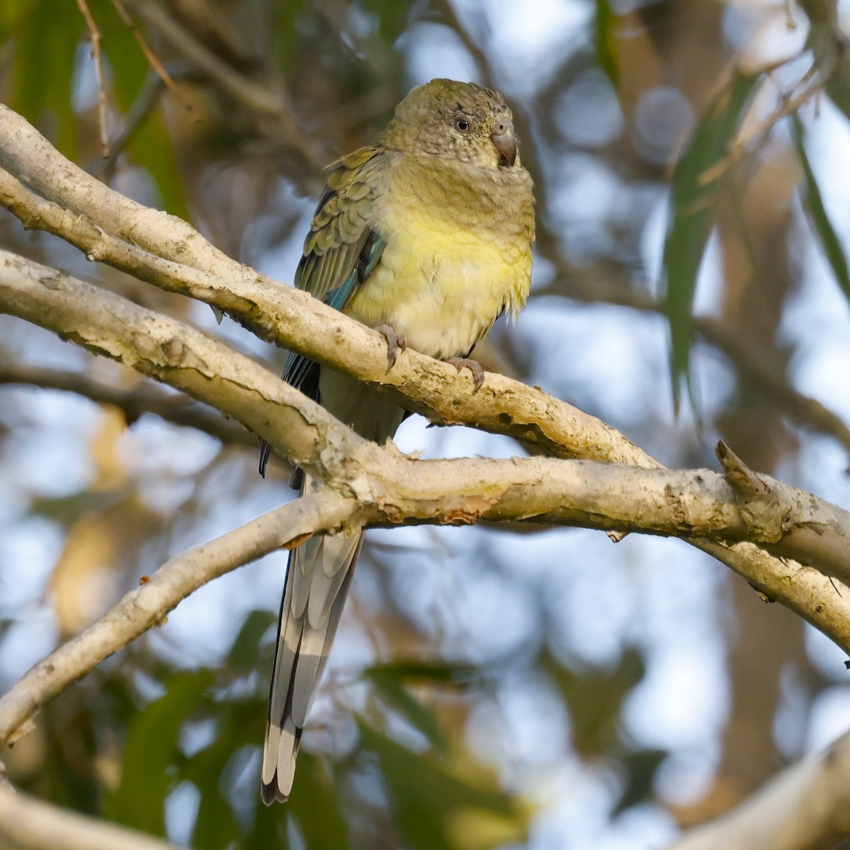 Red-rumped Parrot - ML617915145