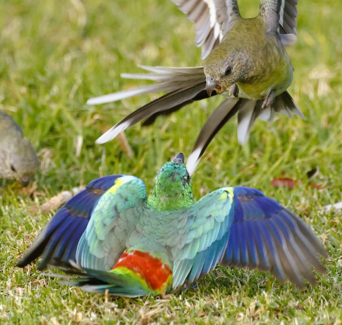 Red-rumped Parrot - ML617915147