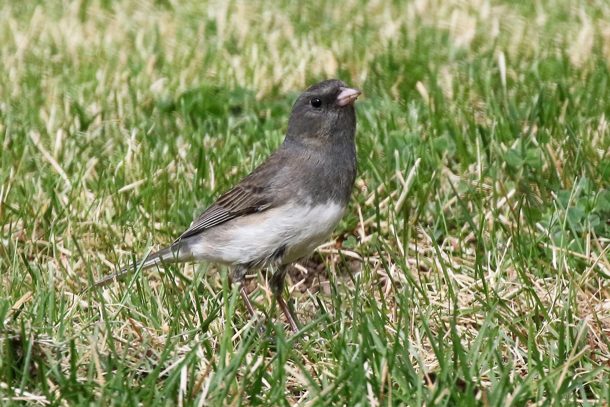 Dark-eyed Junco (Slate-colored) - Marlene Cashen