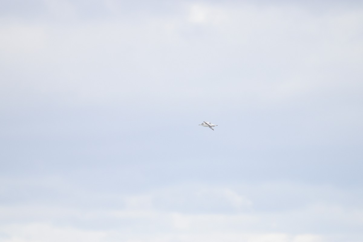 Black-legged Kittiwake - Tony Stoffolano