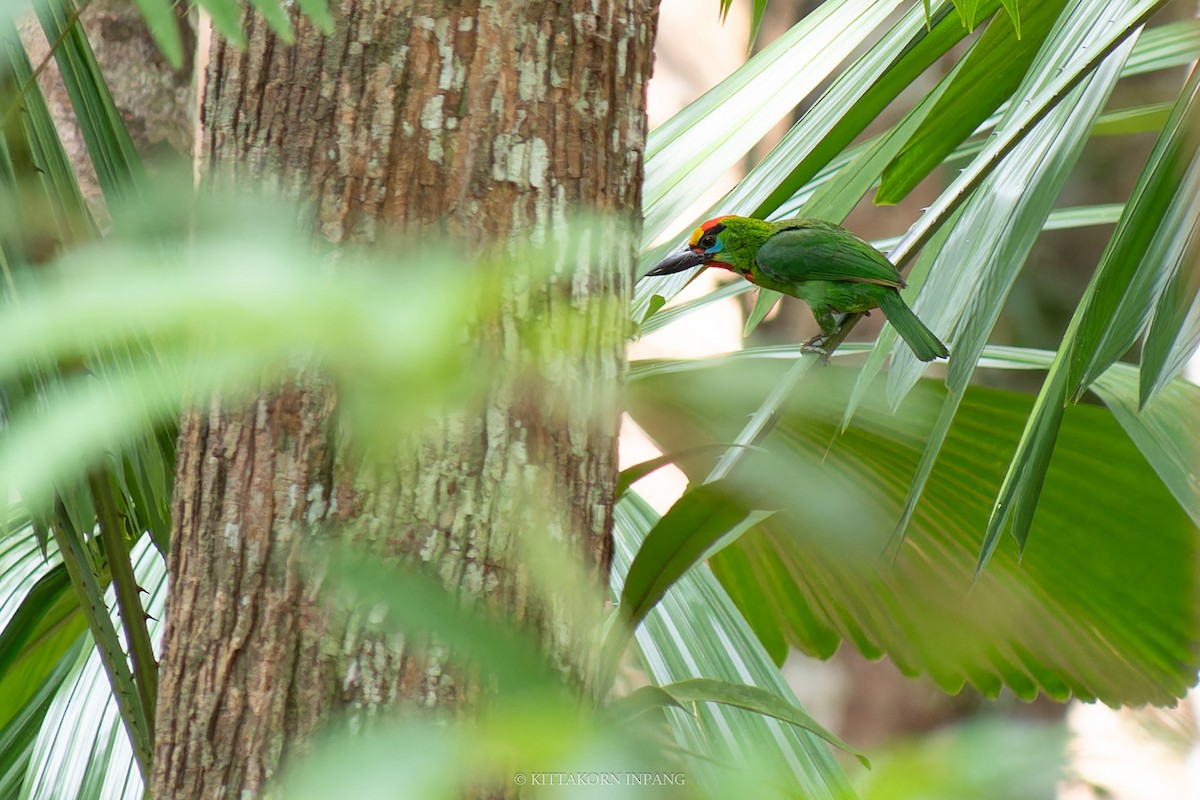 Red-throated Barbet - ML617915212