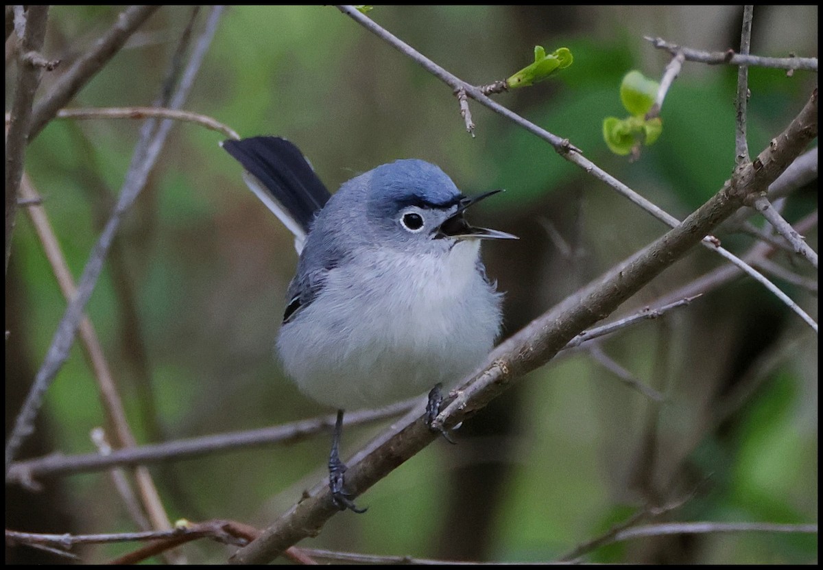 Blue-gray Gnatcatcher - ML617915224