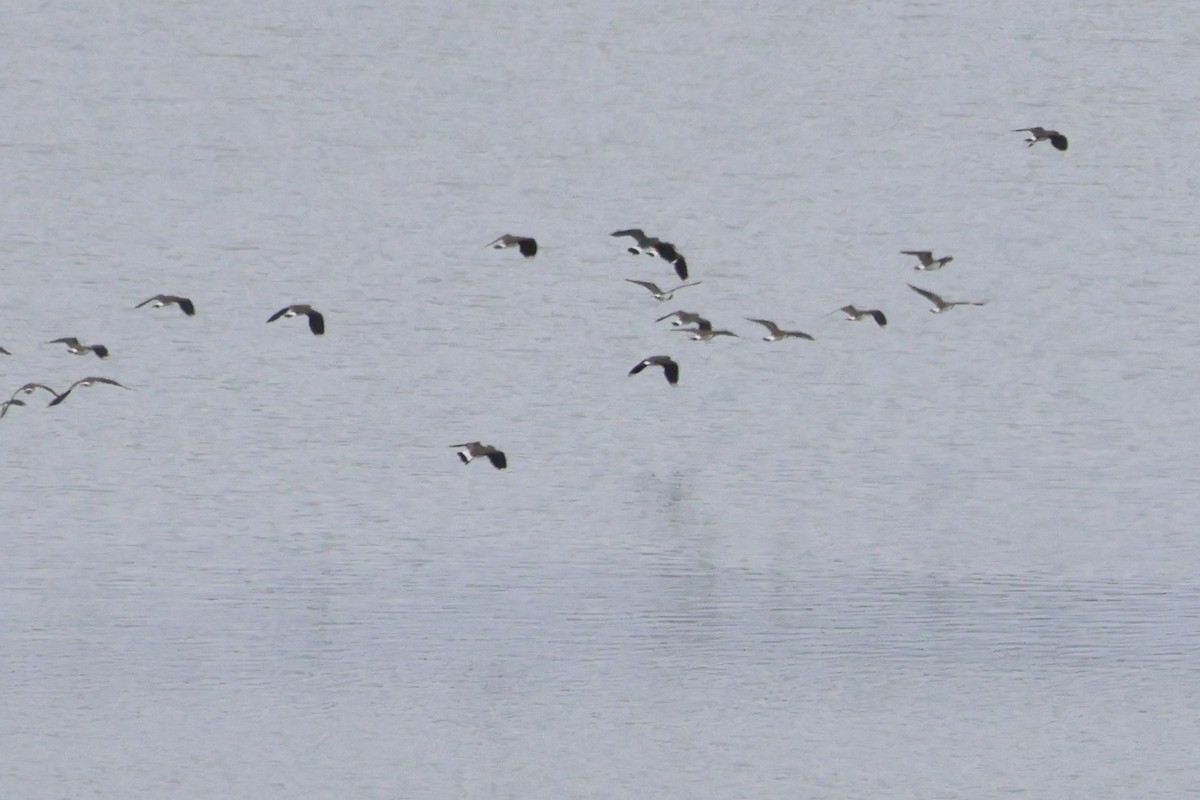 Northern Lapwing - ML617915262