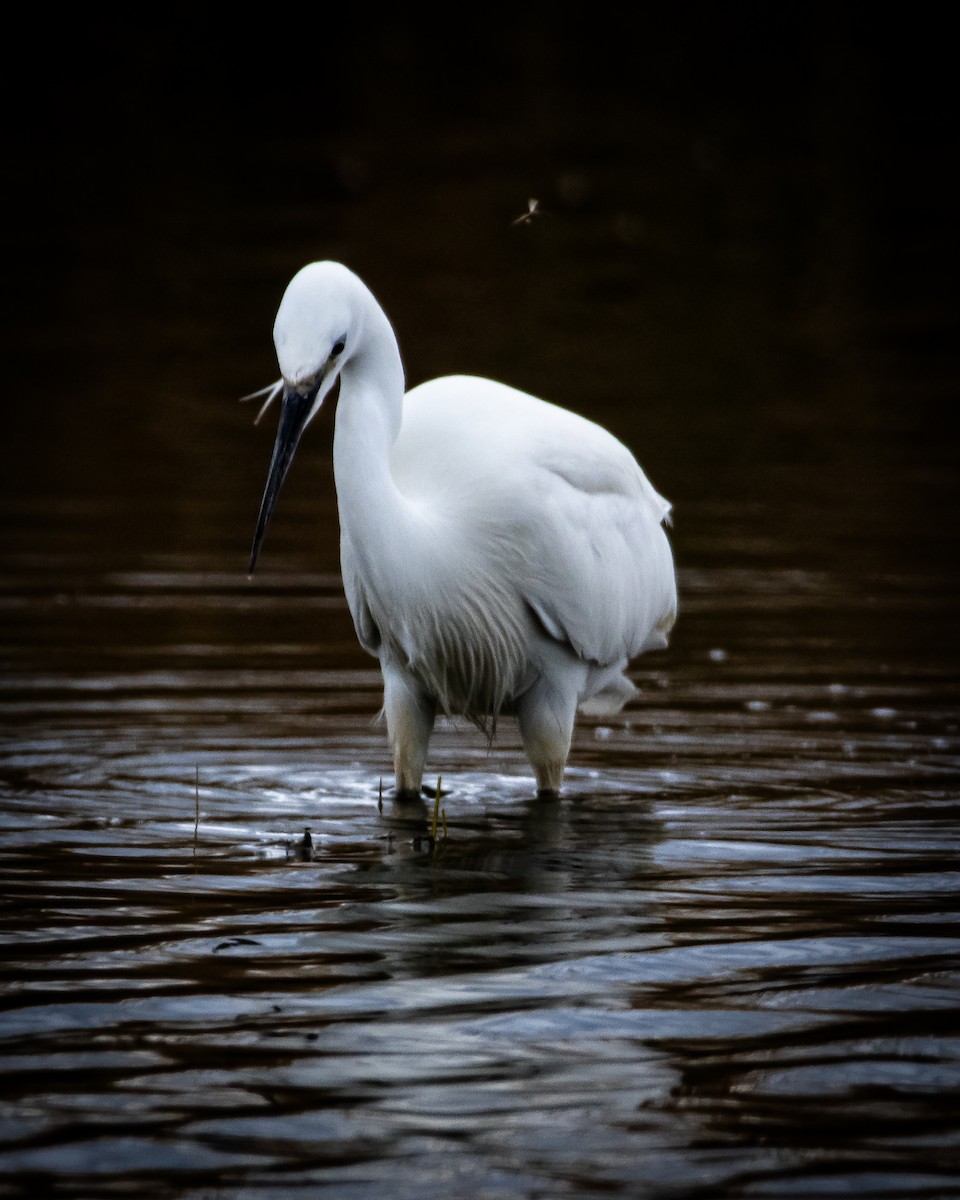 Little Egret - ML617915310