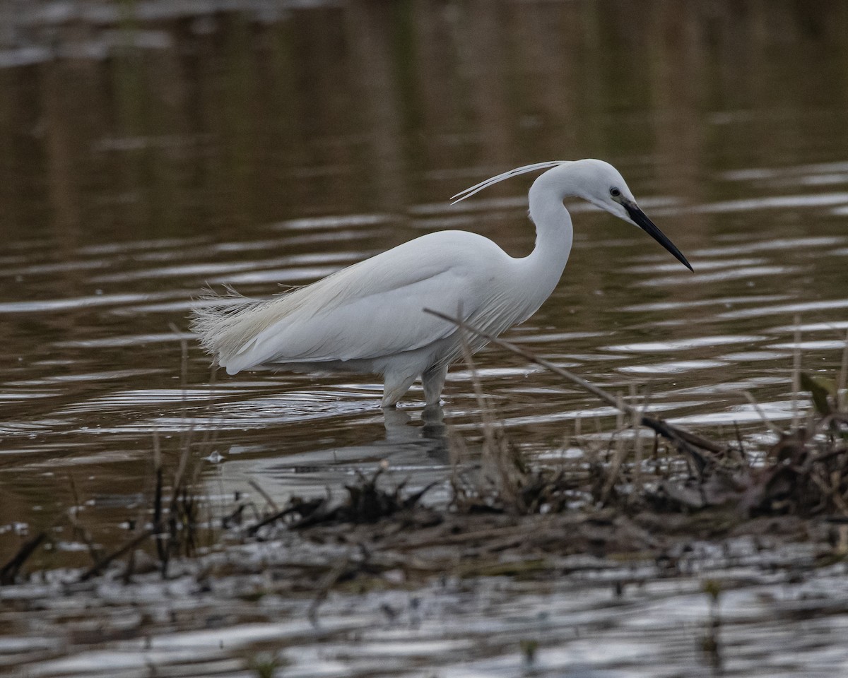 Little Egret - ML617915316