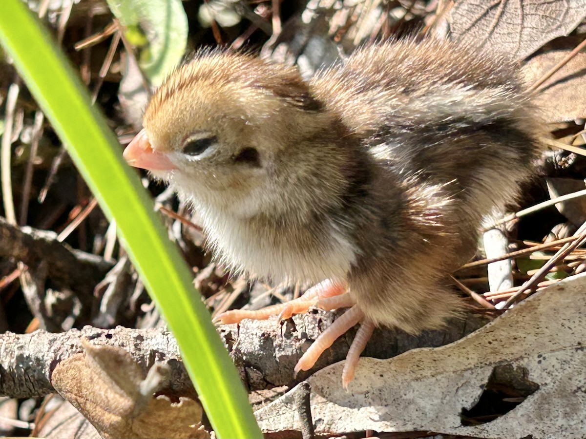 Montezuma Quail - ML617915405