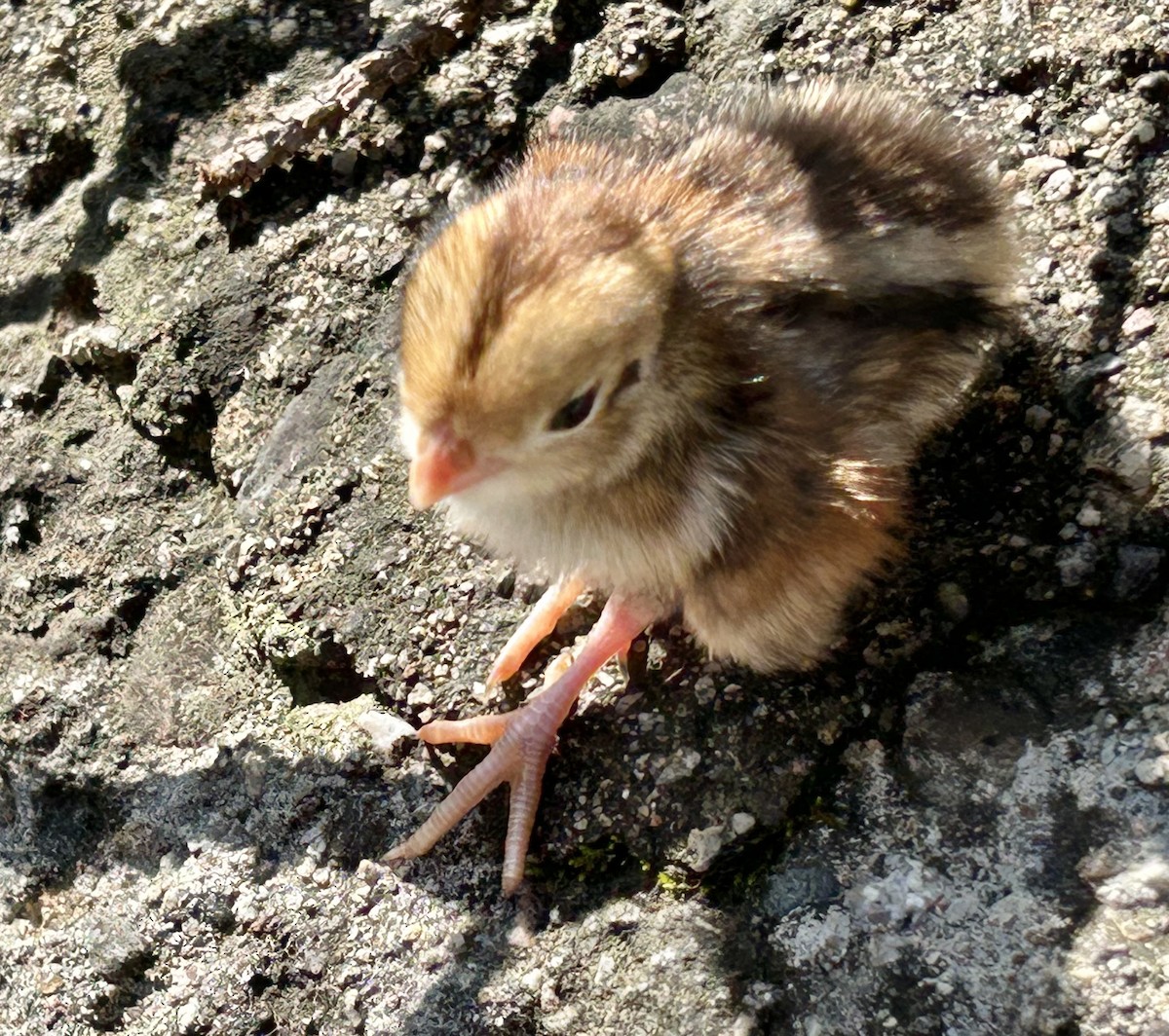 Montezuma Quail - ML617915406