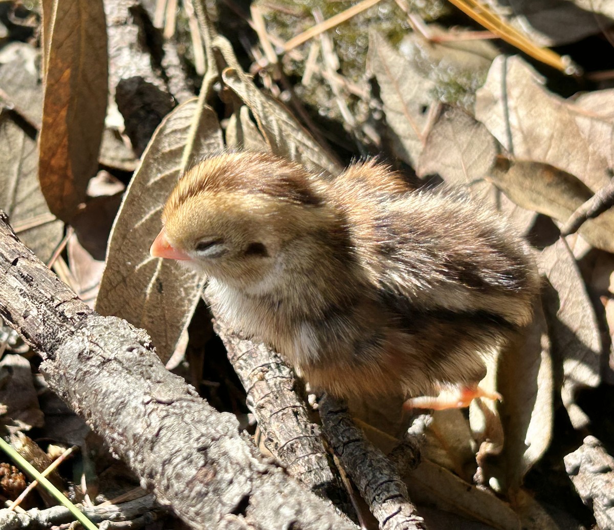 Montezuma Quail - ML617915407