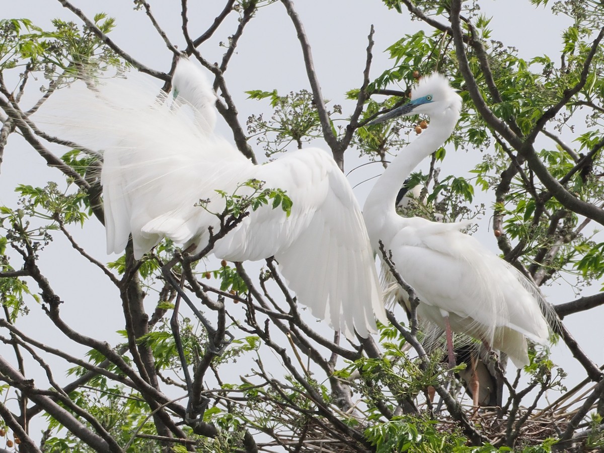 Great/Medium Egret - ML617915413