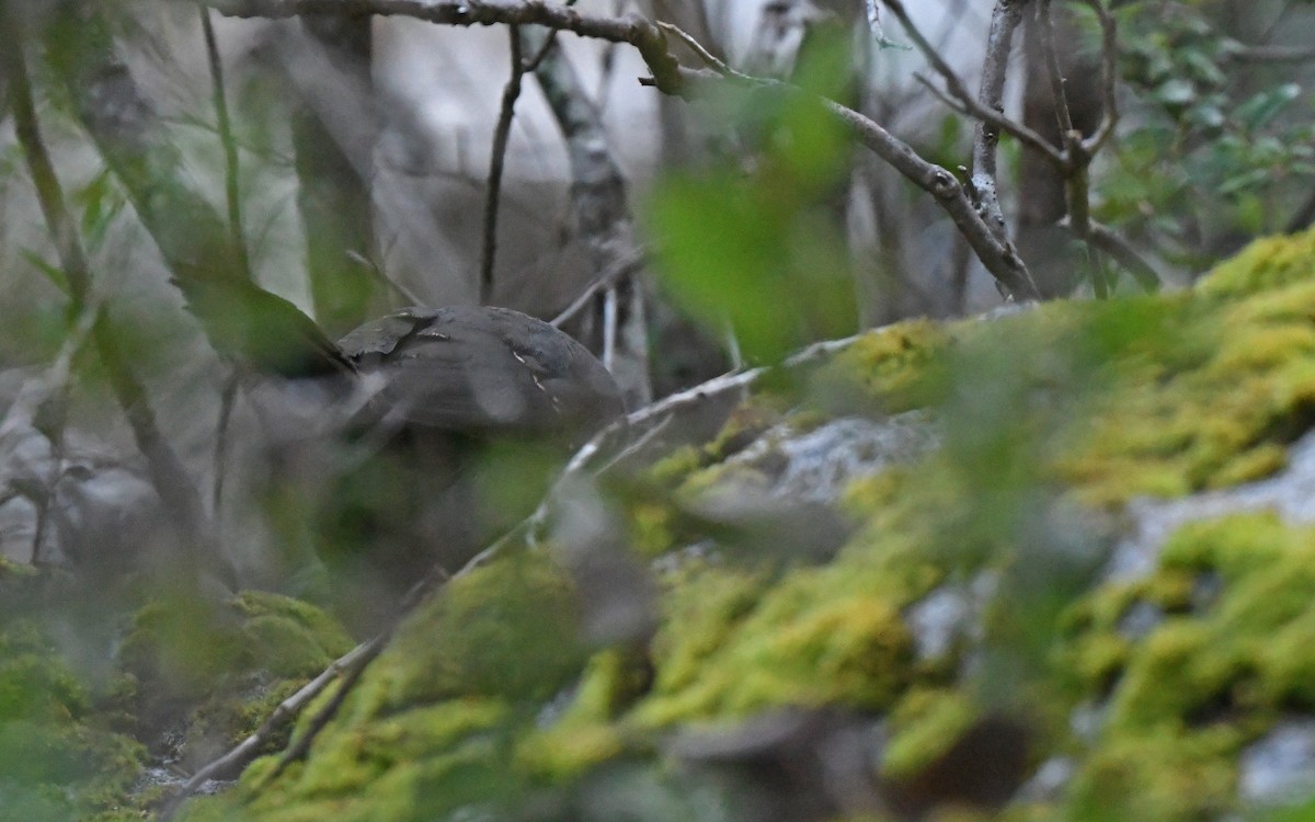 Chestnut-throated Huet-huet - Christoph Moning