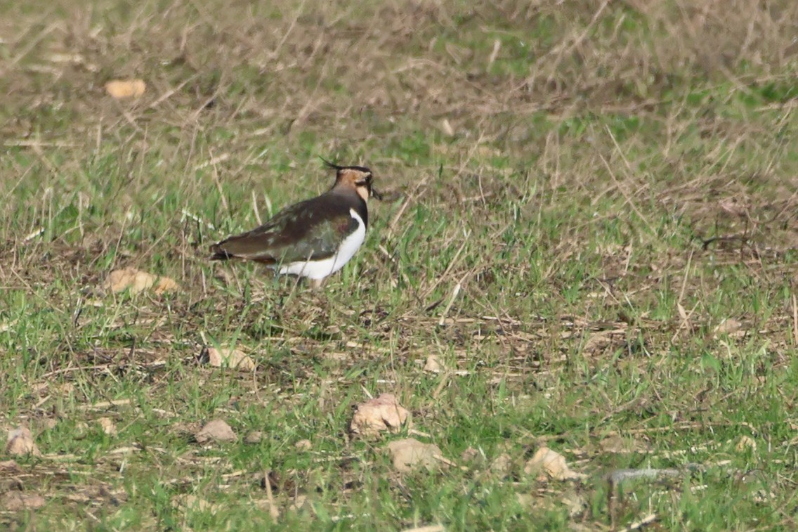 Northern Lapwing - ML617915492