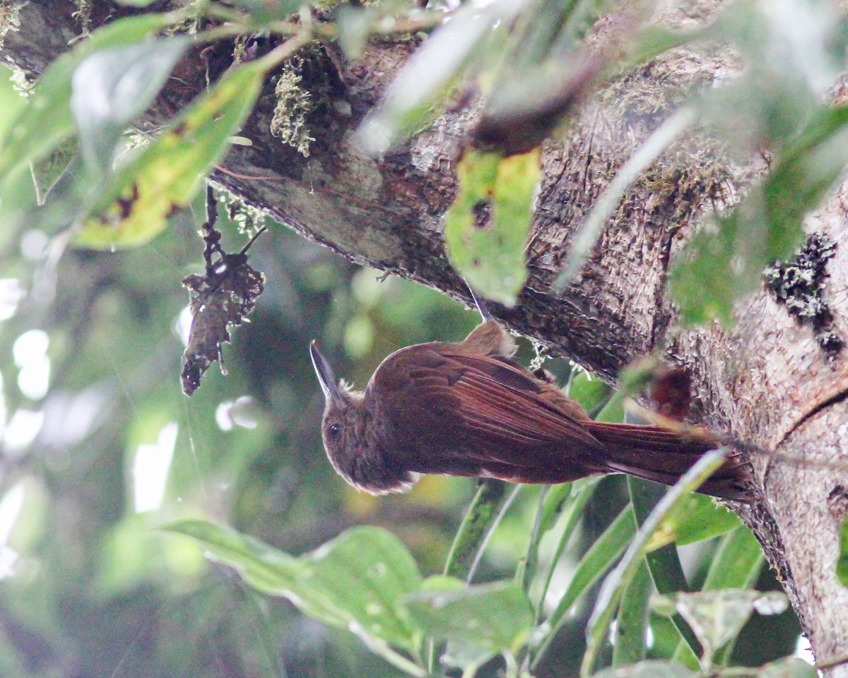 Tyrannine Woodcreeper - ML617915505