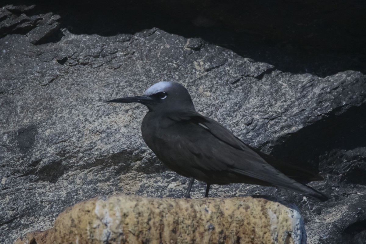 Black Noddy - Nathan Alblas