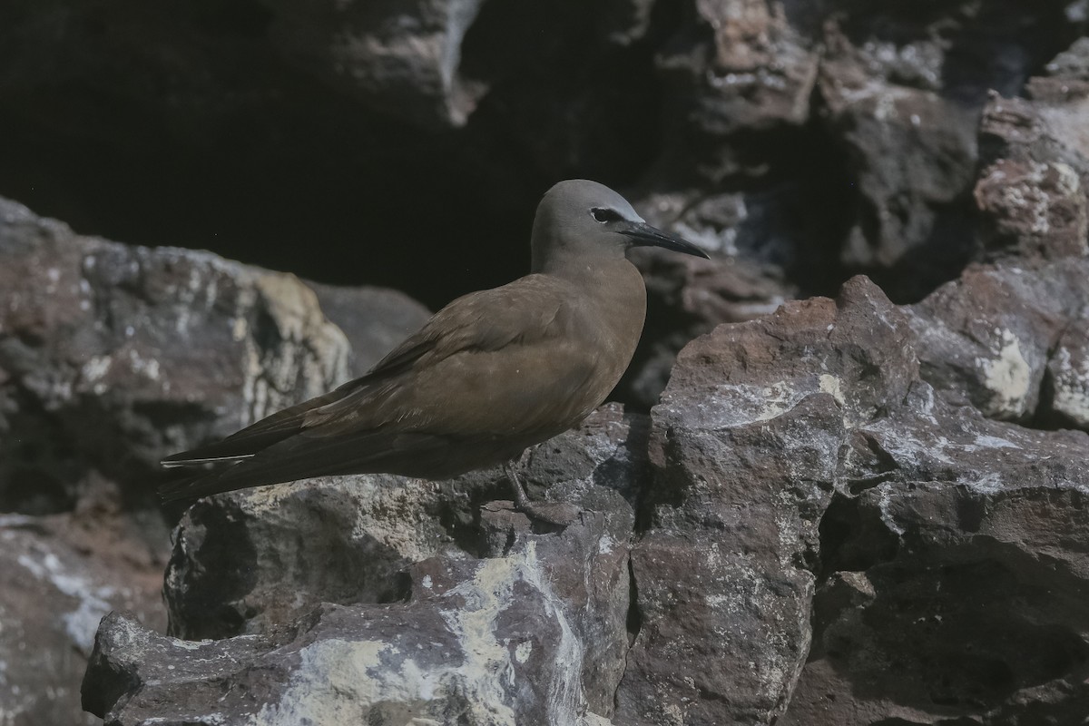 Brown Noddy - Nathan Alblas