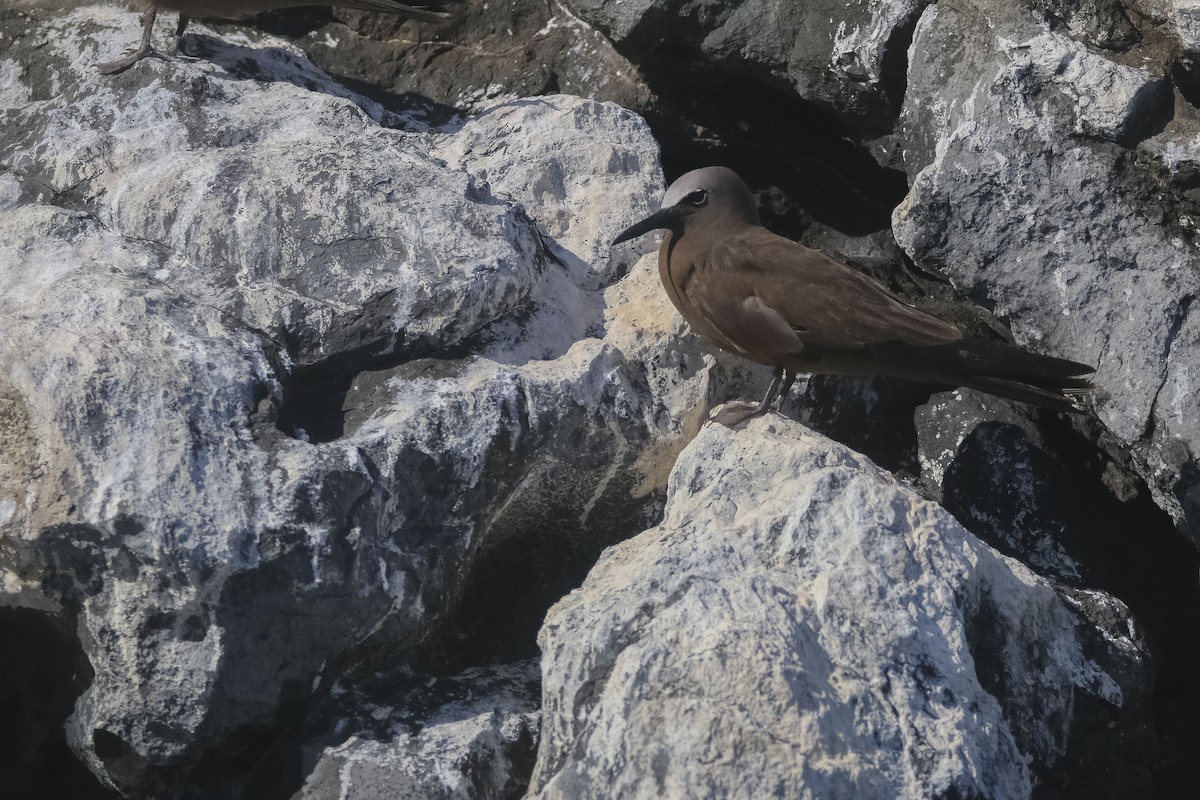 Brown Noddy - Nathan Alblas