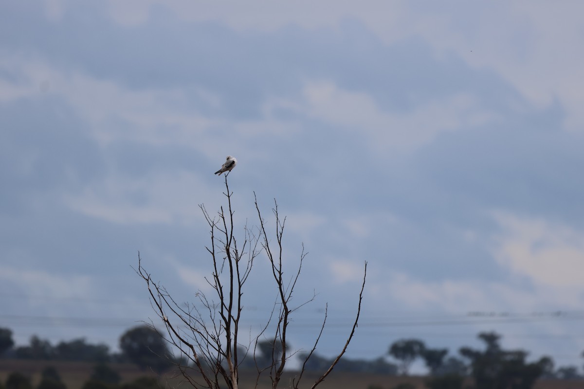 Black-shouldered Kite - Liam Manderson