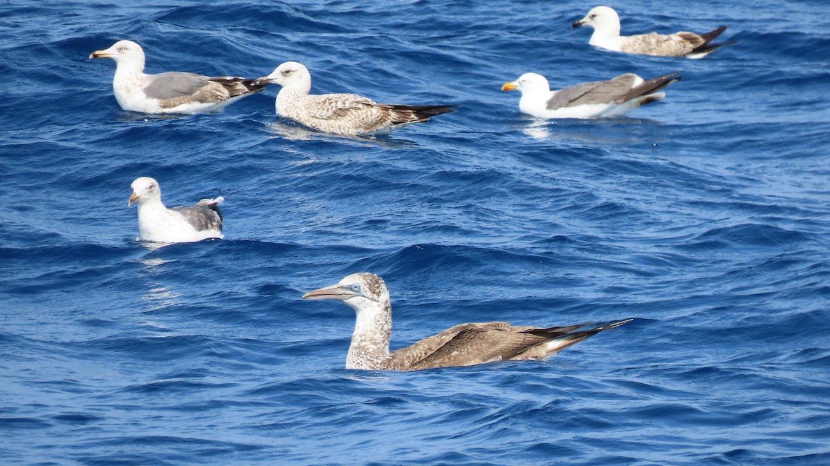 Northern Gannet - Luís Custódia