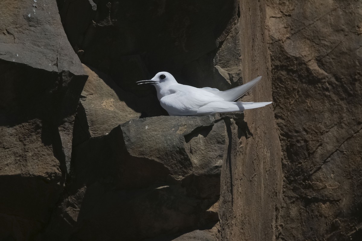 White Tern - Nathan Alblas