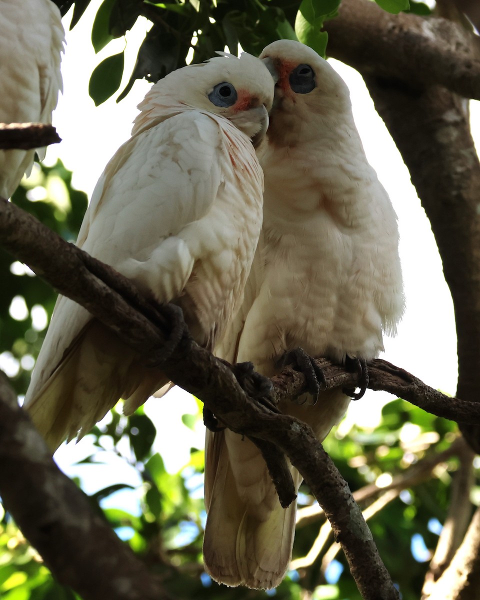 Cacatoès corella - ML617915726