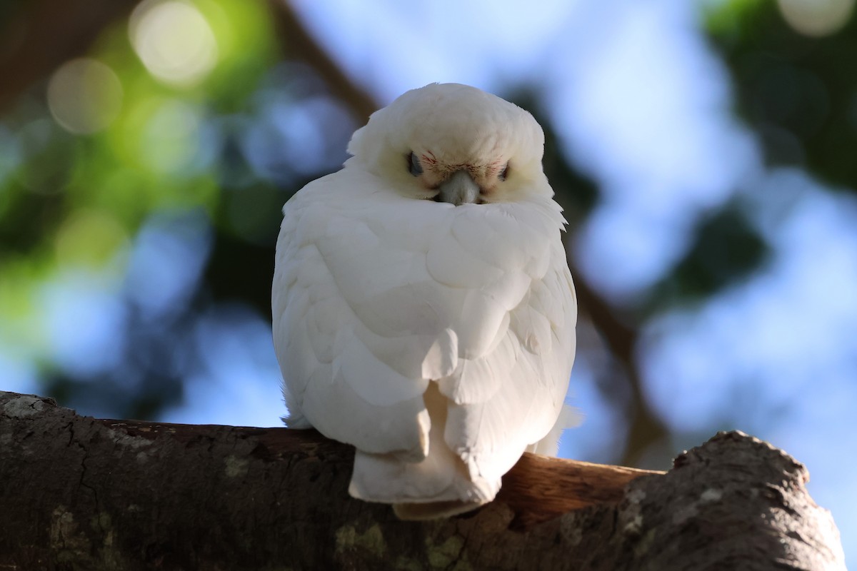 Cacatoès corella - ML617915727