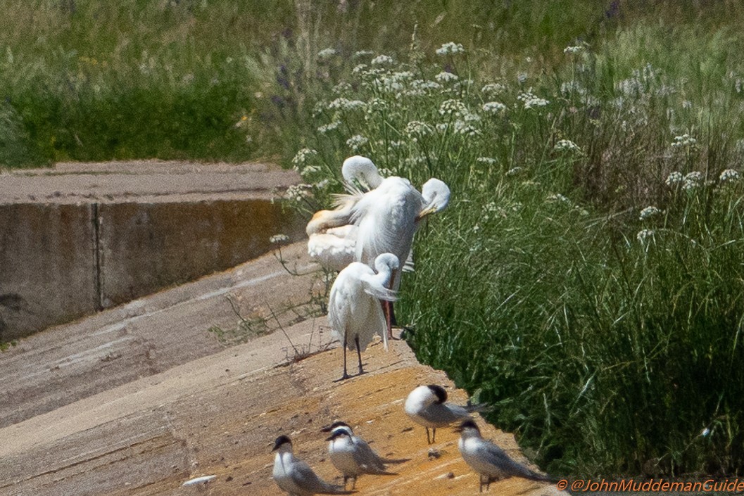 white egret sp. - ML617915732