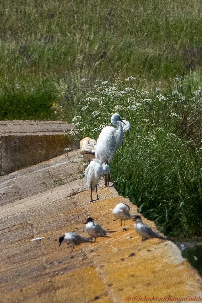 white egret sp. - ML617915737