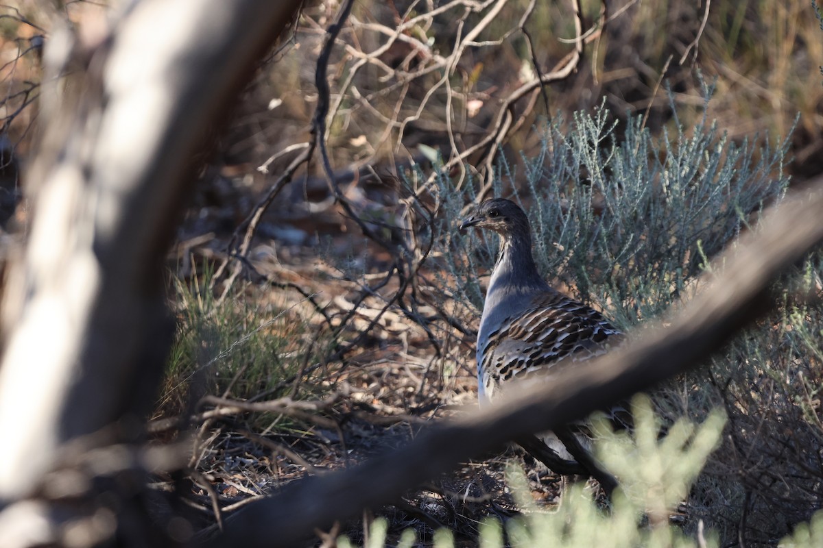 Malleefowl - ML617915770