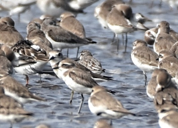 Broad-billed Sandpiper - ML617915778