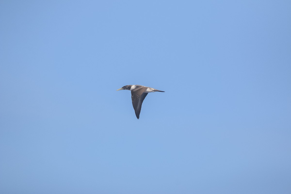 Masked Booby - ML617915779