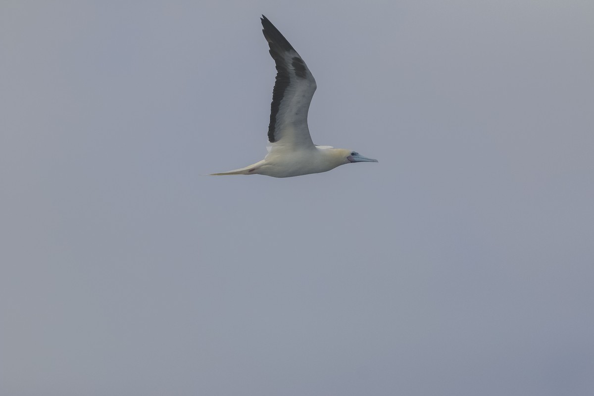 Red-footed Booby - Nathan Alblas