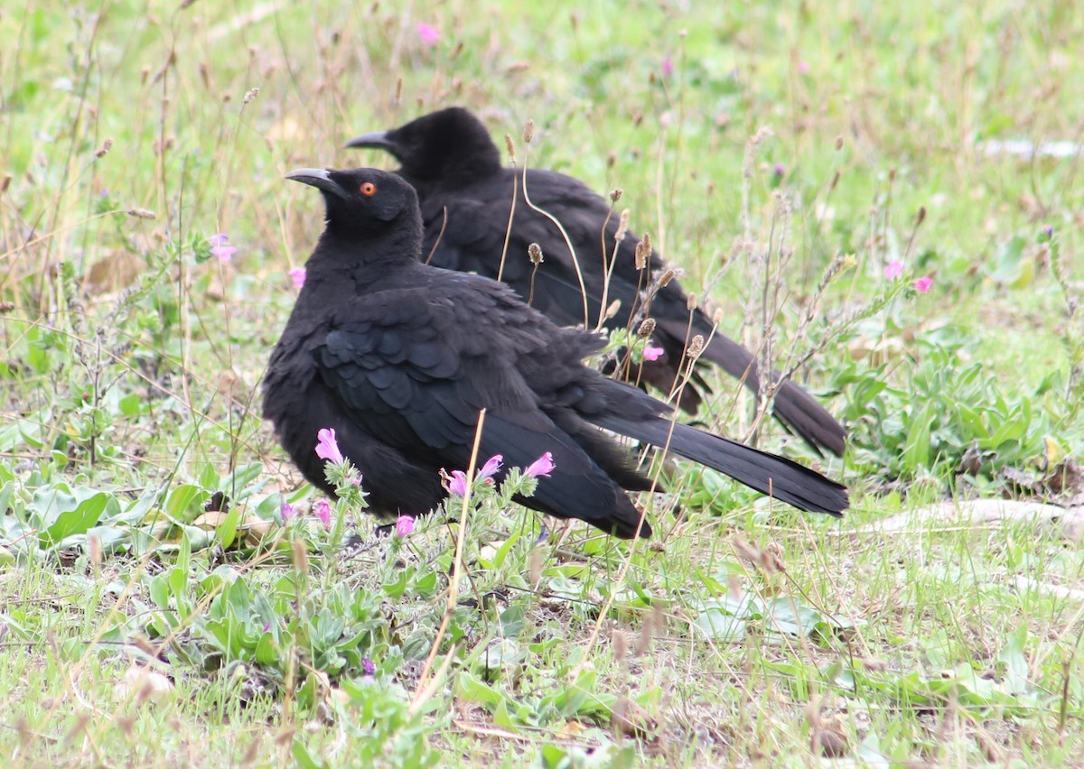 White-winged Chough - ML617915782