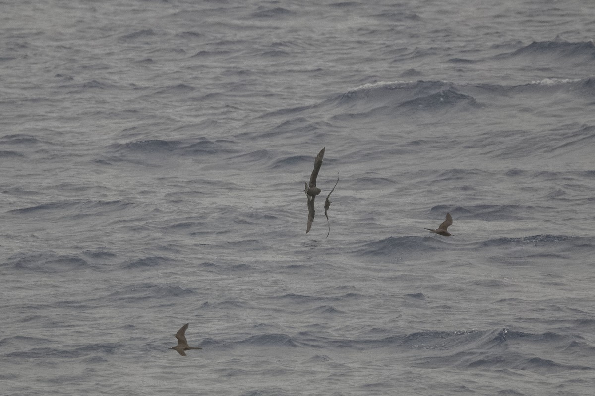 Parasitic Jaeger - Nathan Alblas