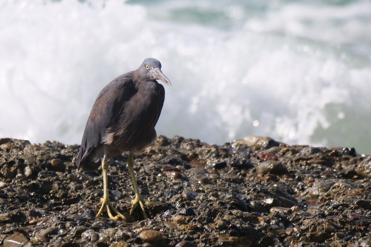 Pacific Reef-Heron - Jenny Stiles