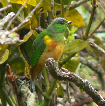 Clorofonia Pechicastaña - ML617915827