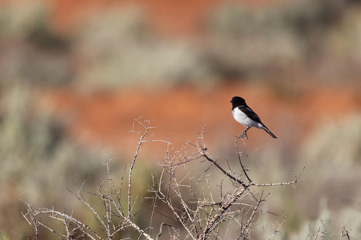 Hooded Robin - Liam Manderson