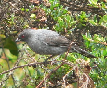 Cotinga à huppe rouge - ML617915841