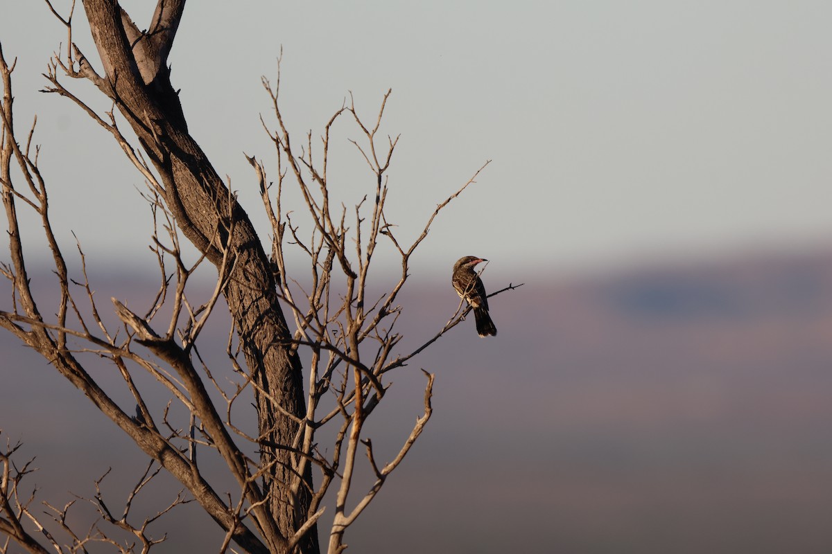 Spiny-cheeked Honeyeater - Liam Manderson