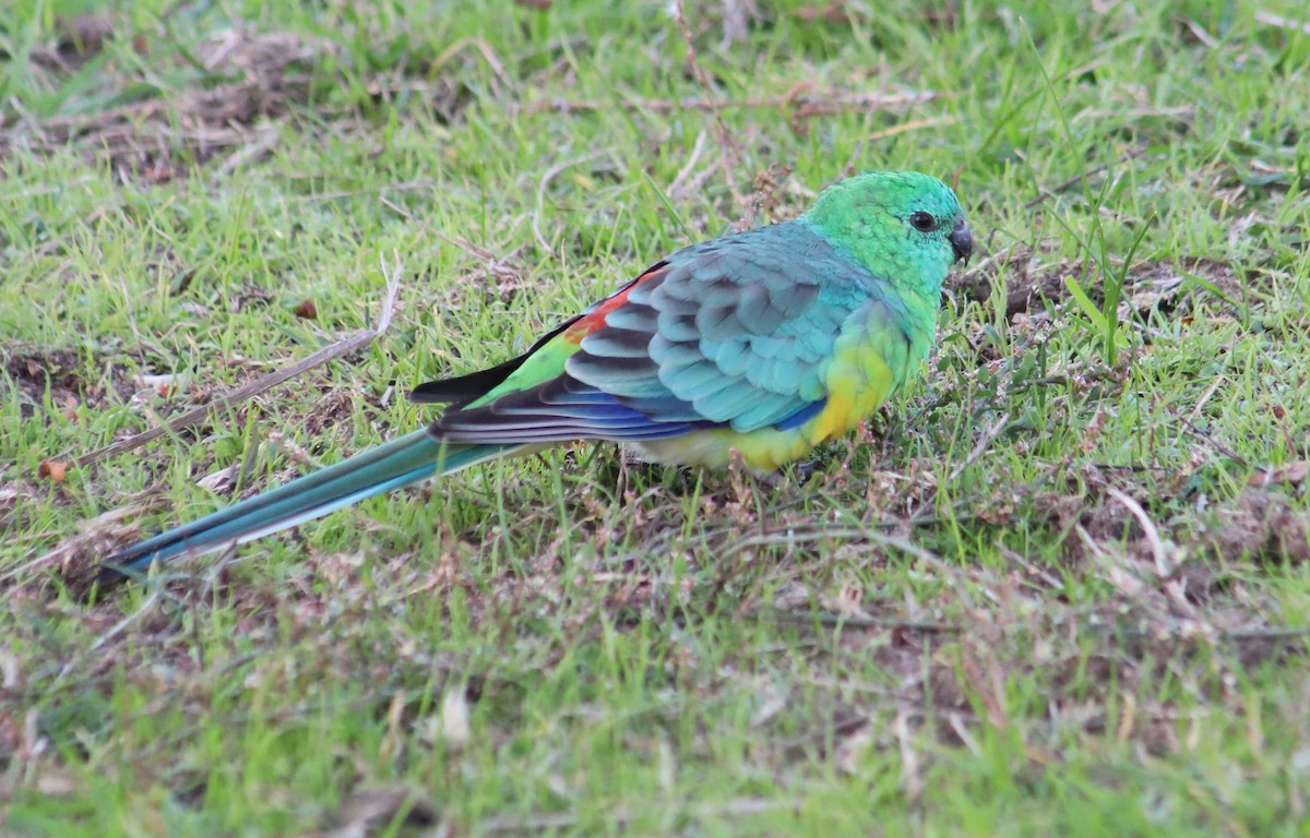 Red-rumped Parrot - ML617915872