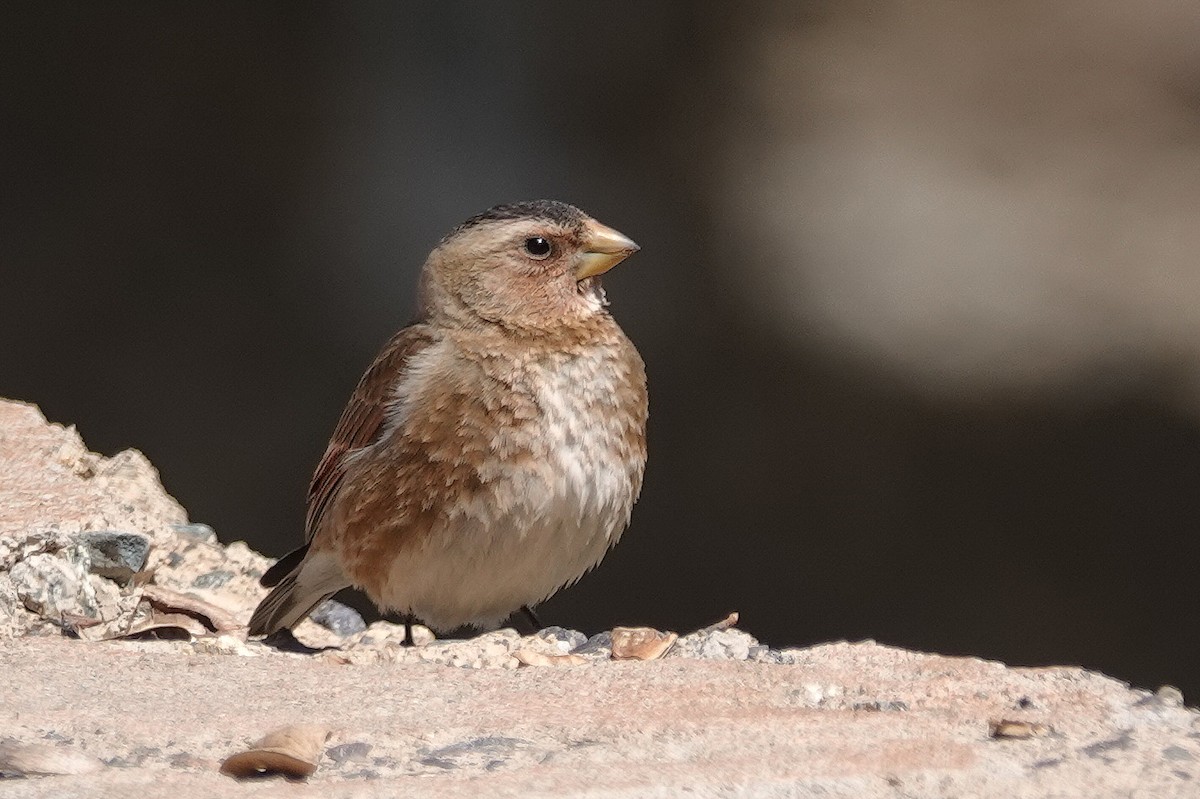 Crimson-winged Finch (African) - ML617915878