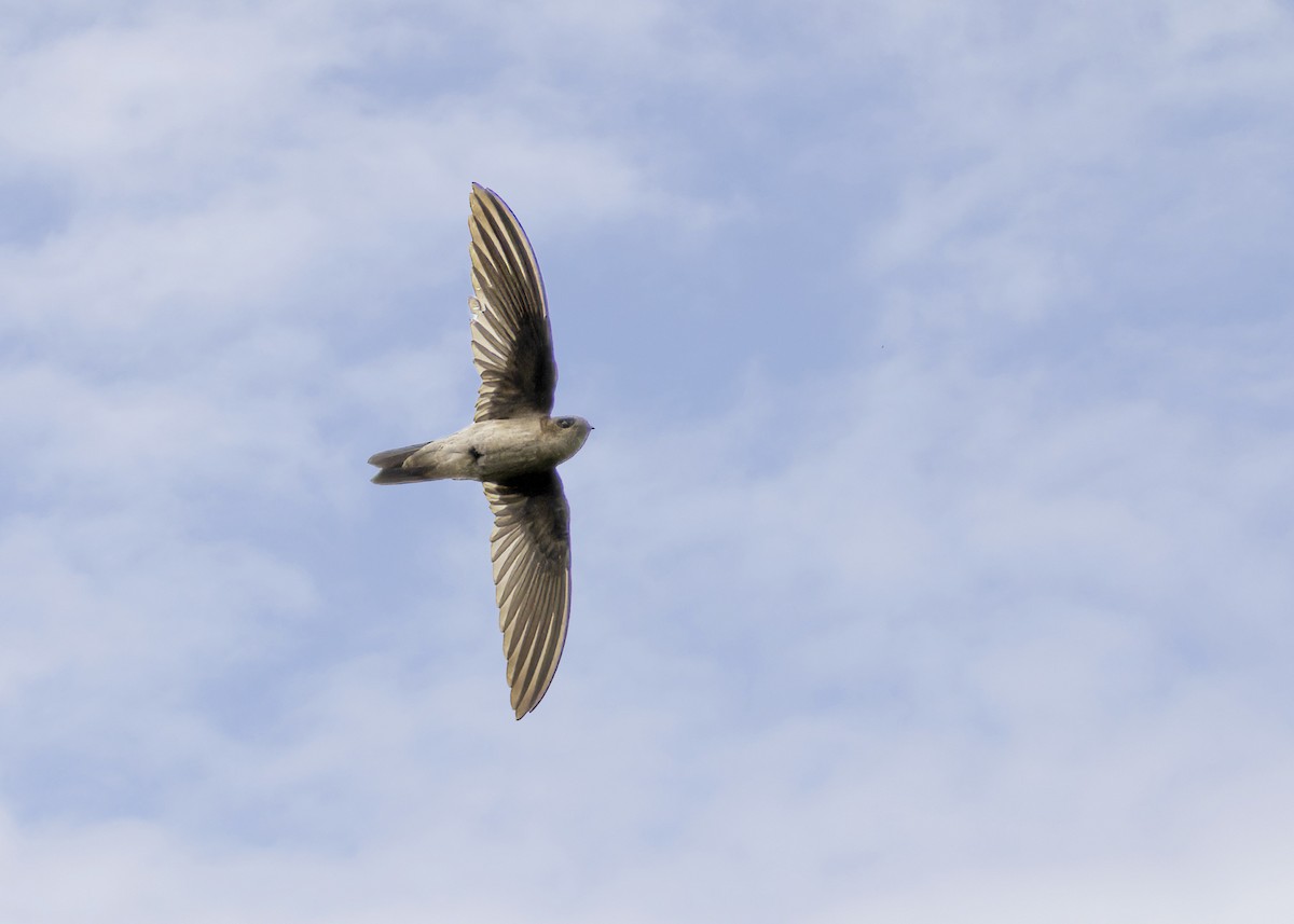 White-nest Swiftlet - ML617915889