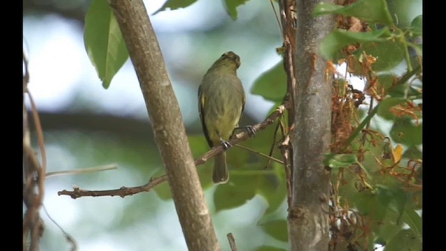 Golden-faced Tyrannulet - ML617915942